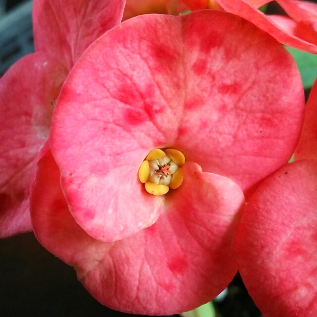 花キリン各種、開花中♪
