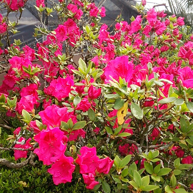 梅や桜もいいけれど。鮮やかなピンク色が美しい大輪の花【堀内寒咲きツツジ】も！