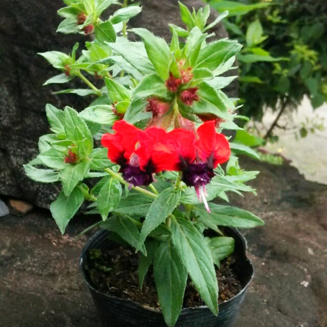 タイニーマイス、開花中♪
