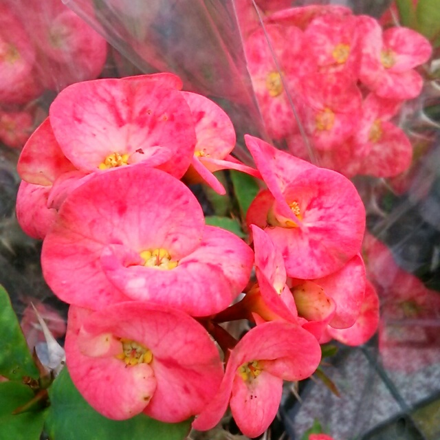 花キリン各種、開花中♪