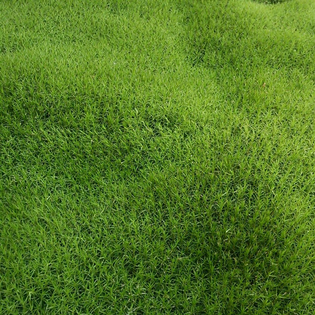ふかふかの緑の上を歩く？それとも歩かない？あなたの苔・愛はどっち派『日向スギゴケ』