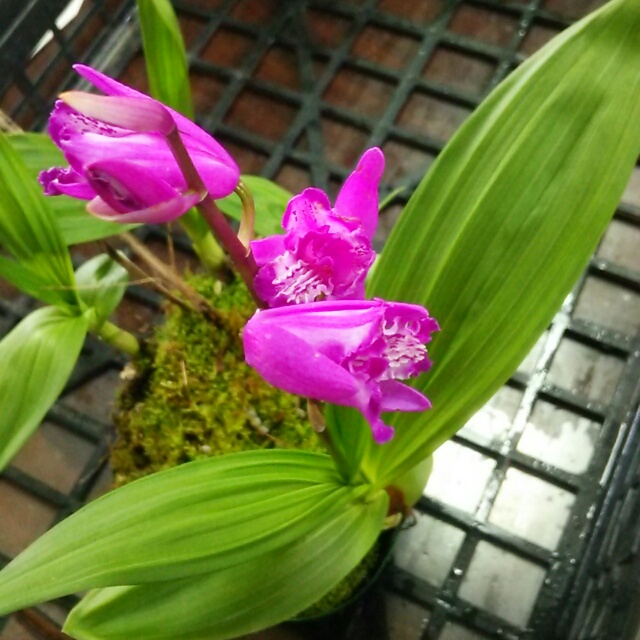 紫蘭三舌、開花中♪