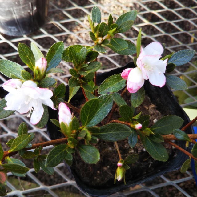 ツツジ各種、開花中♪