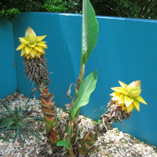 地から湧く金の蓮の花。半年間も咲き続ける『チュウキンレンカ』