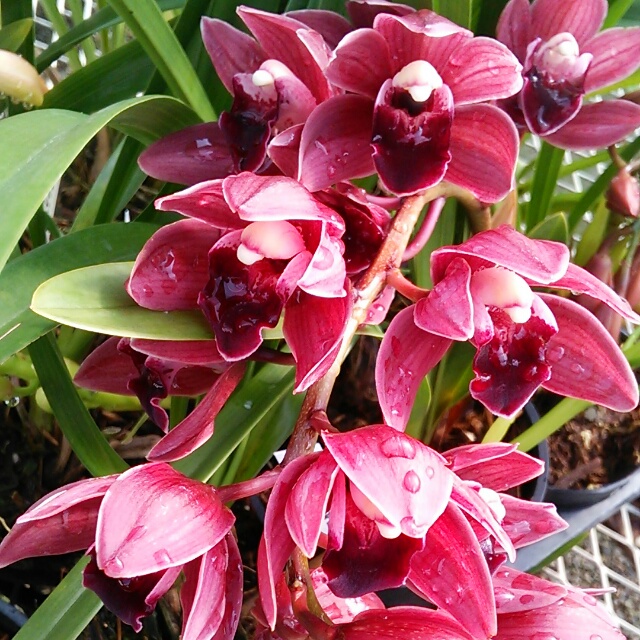 あずき姫、開花♪