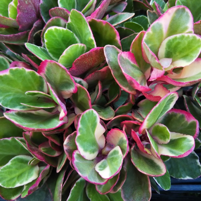 カランコエ各種、お買い時です！
