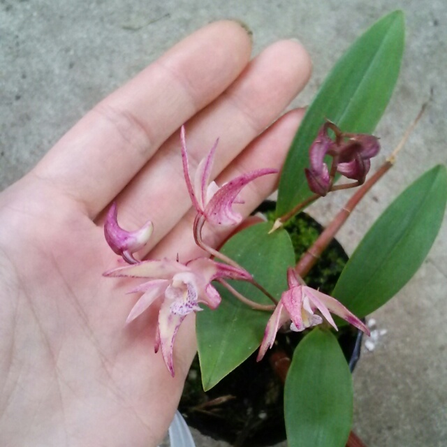 キンギアナム各種、開花♪