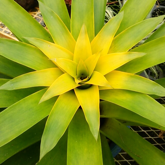 アナナス各種、開花中♪