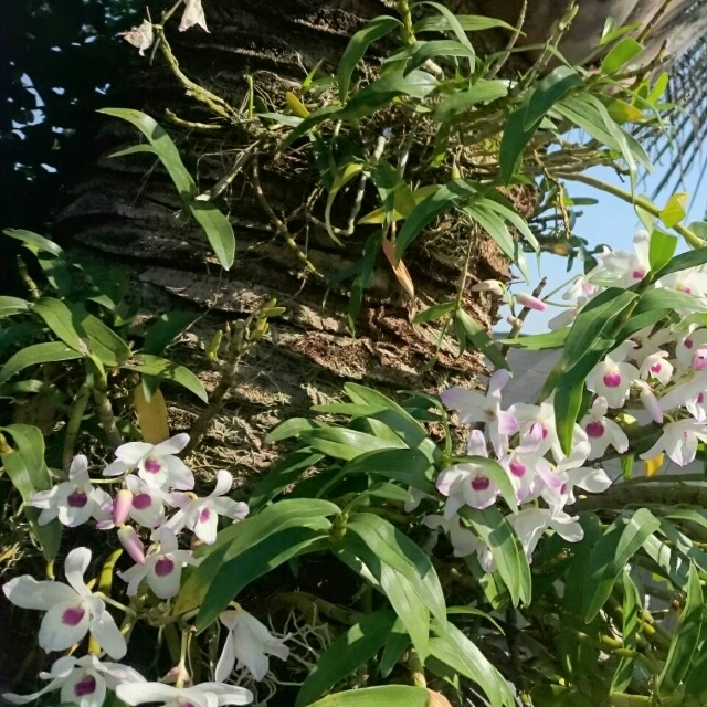 デンドロビューム・初霜、開花中♪