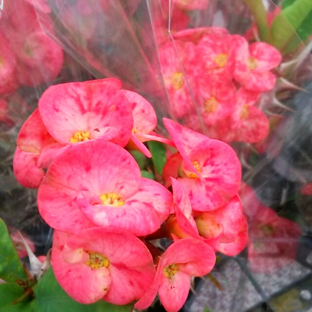 花キリン各種、開花中♪