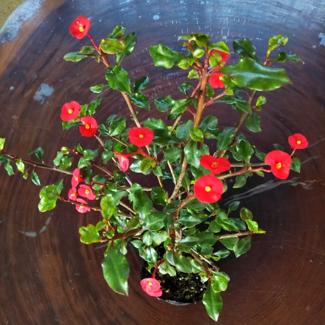 花キリン各種、開花中♪