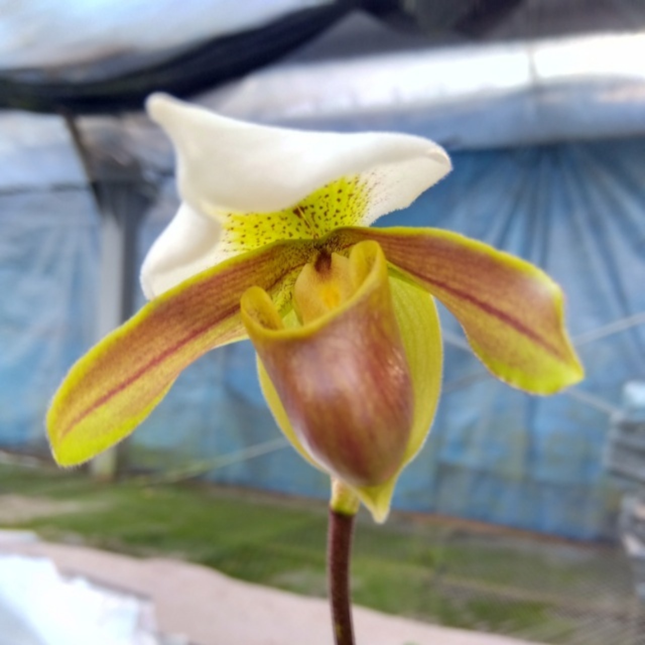 パフィオ・インシグネ、開花中♪