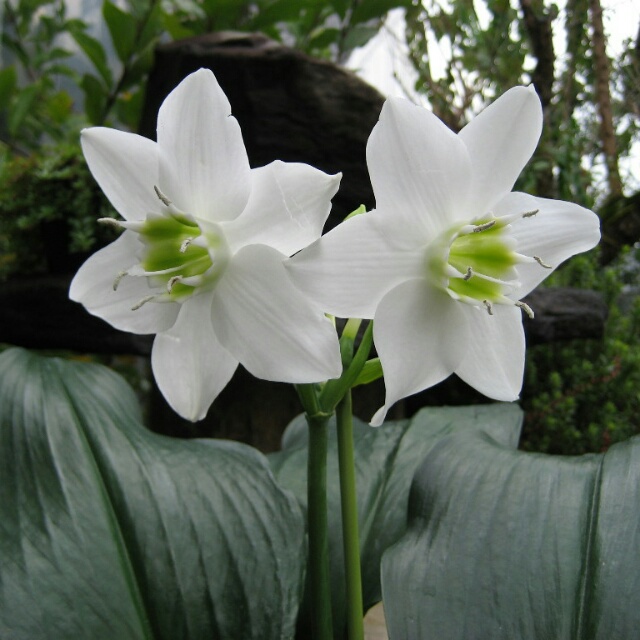 ユーチャリス、花芽があがってます！