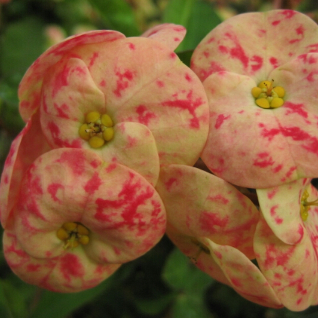 花キリン各種、開花中♪