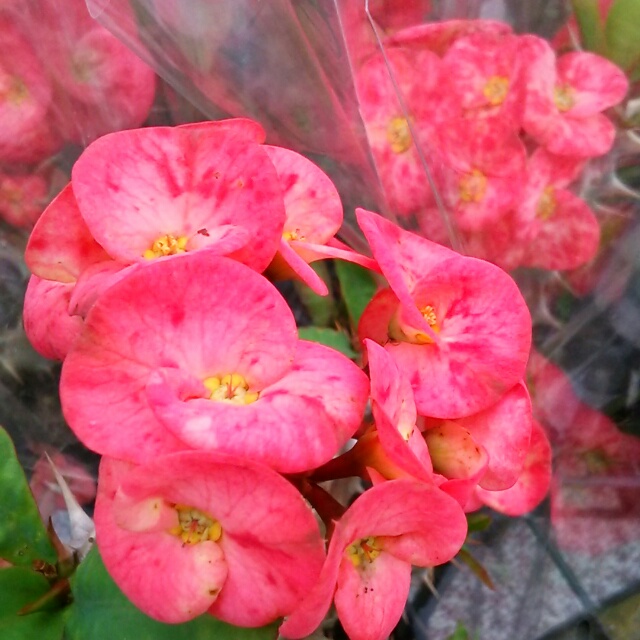 花キリン各種、開花中♪
