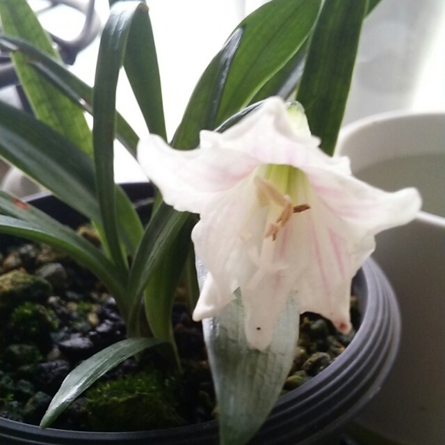 姫アマリリス、開花♪