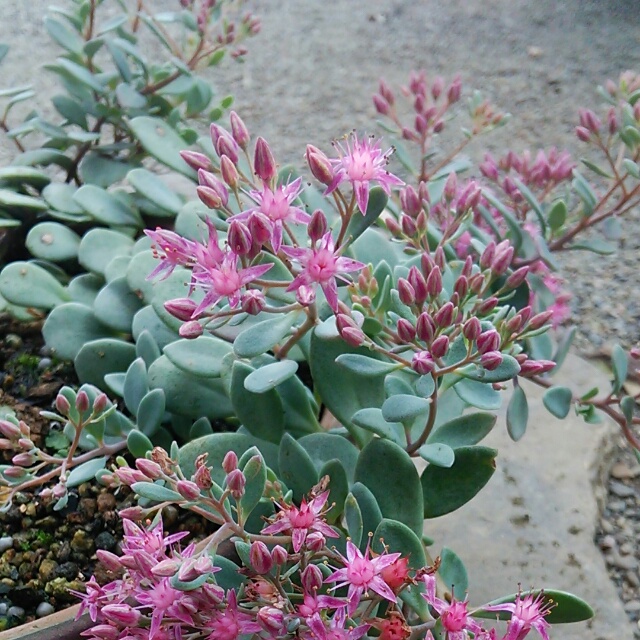 日高ミセバヤ、開花中♪