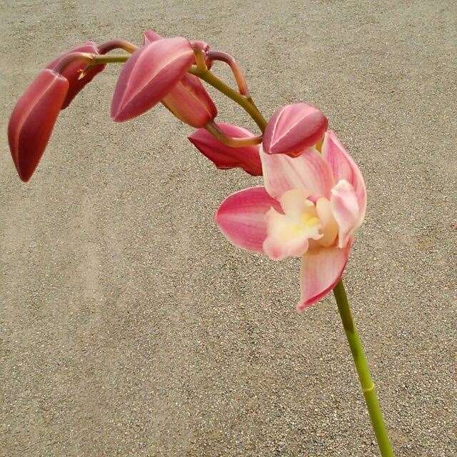 ニューモード・喝采、開花中♪