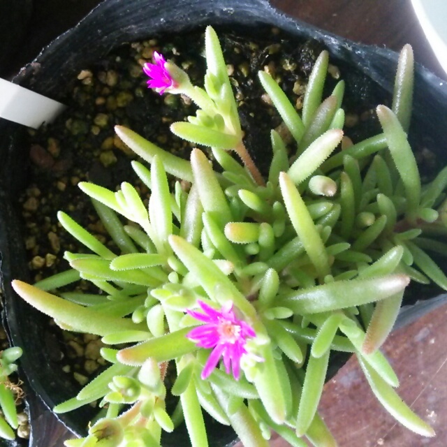 デロスペルマ、開花中♪
