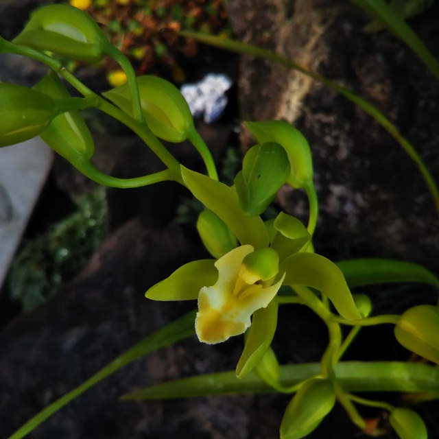 ダグ各種、開花♪