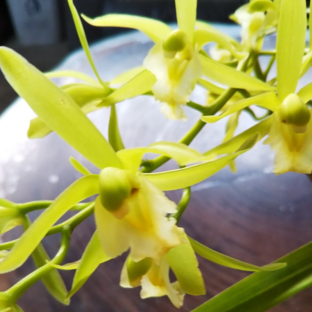 ダグ・グリーンタワー、開花中♪