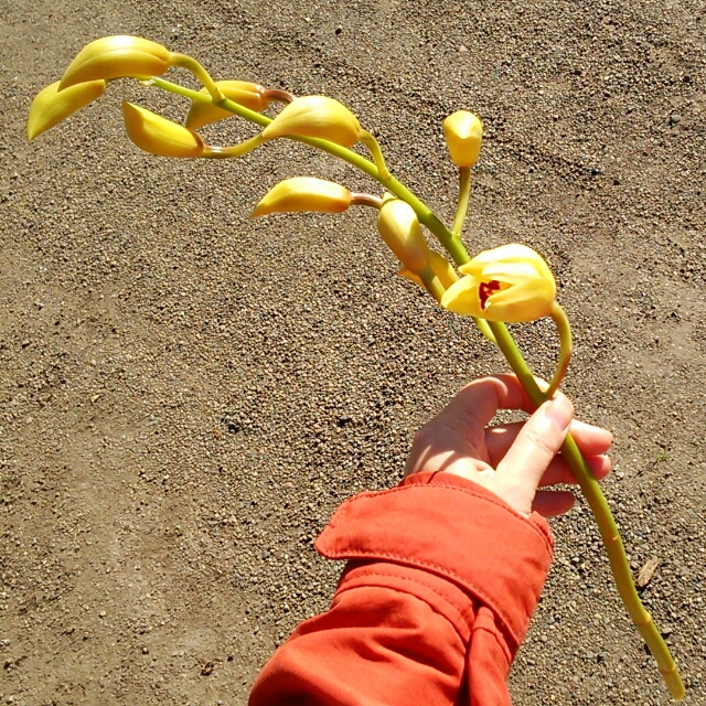 ハッピーゴールド、開花中♪