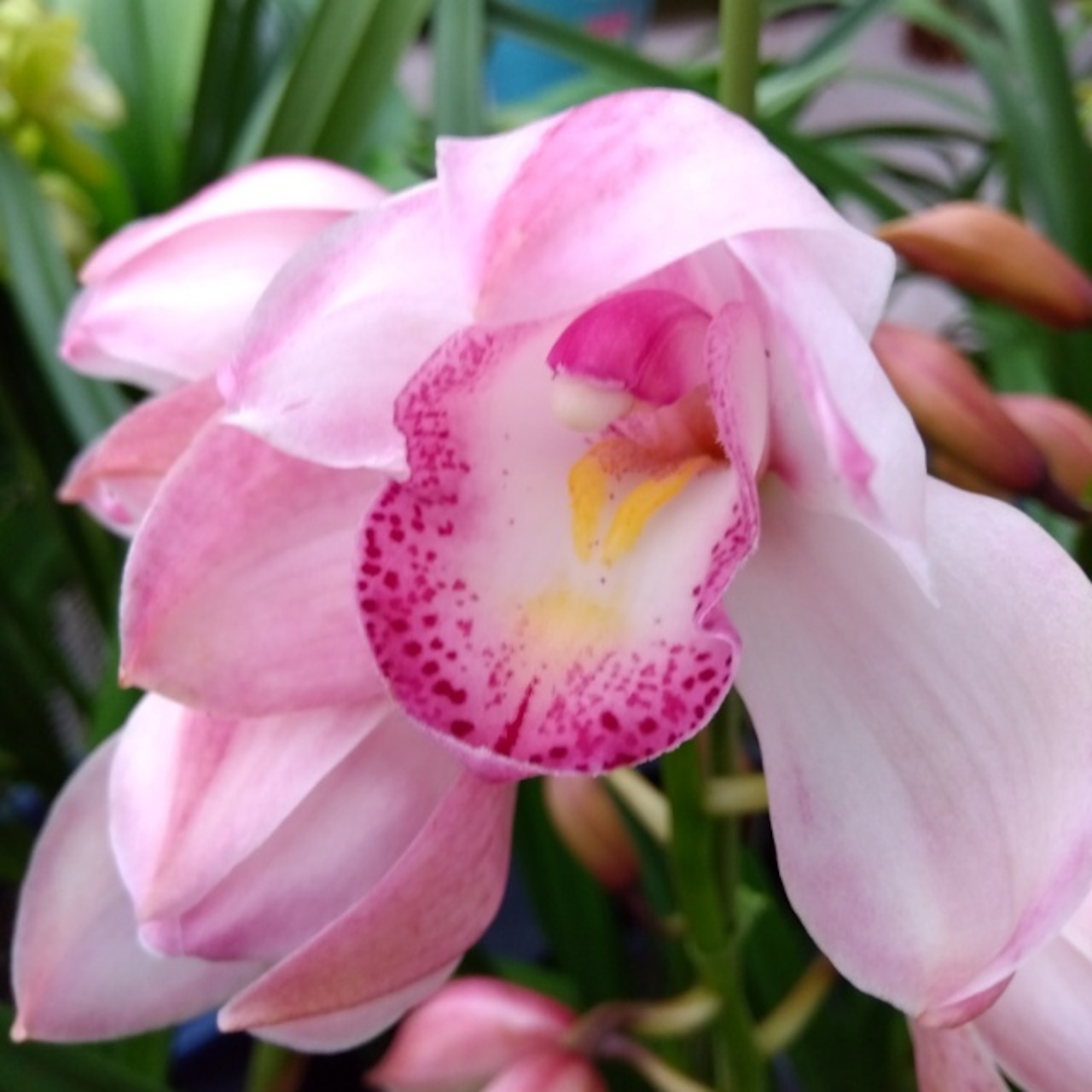 プリマ、開花中♪