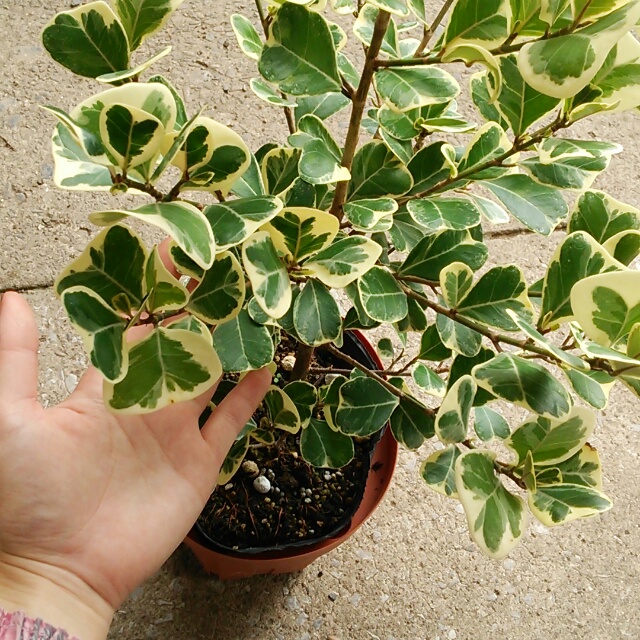 本日の目玉！部屋にひとつは置いておきたい！斑入り葉の芸術的な【おしゃれ観葉植物】