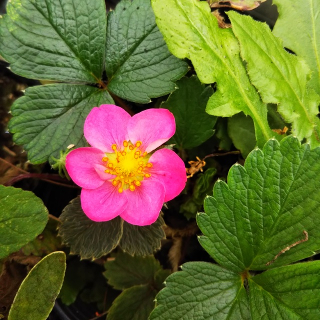 桃花いちご、開花中♪