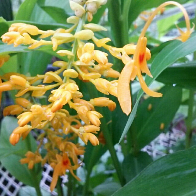 グロッパ各種、開花中♪