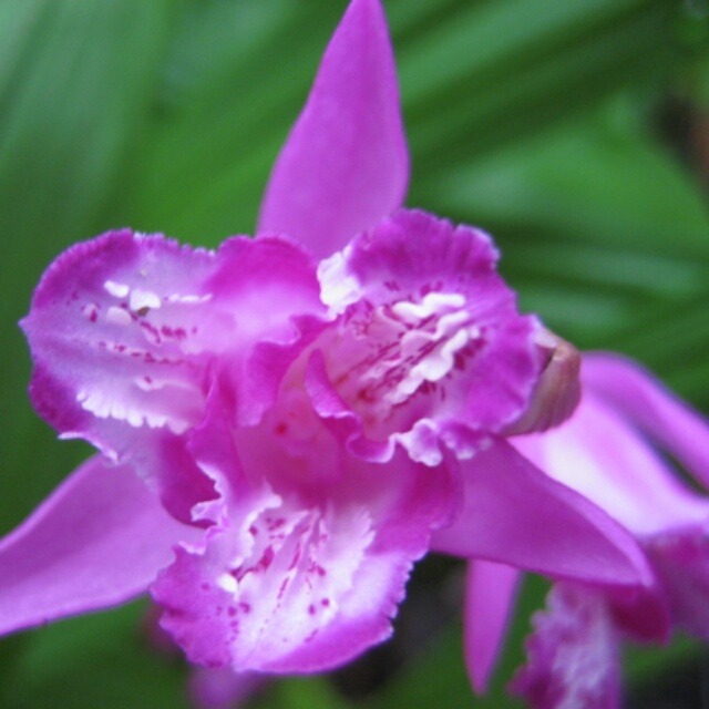 紫蘭三舌、花芽があがっています！