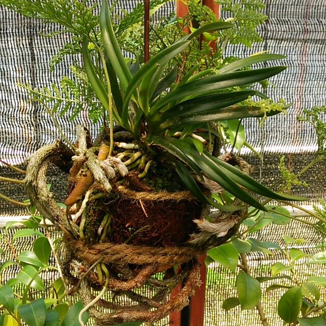 シノブ玉各種、お買い時です！