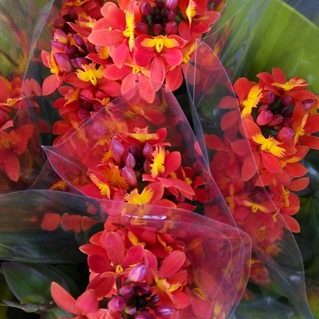 濃色オレンジが情熱的！分厚く丸みのある花びらが魅力の『エピデンドラム・オンリーユー』