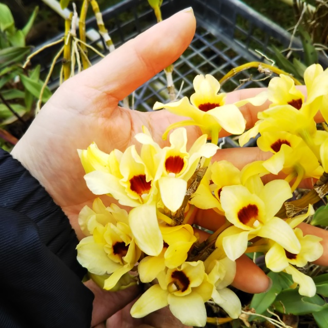 デンドロビューム各種、開花中♪