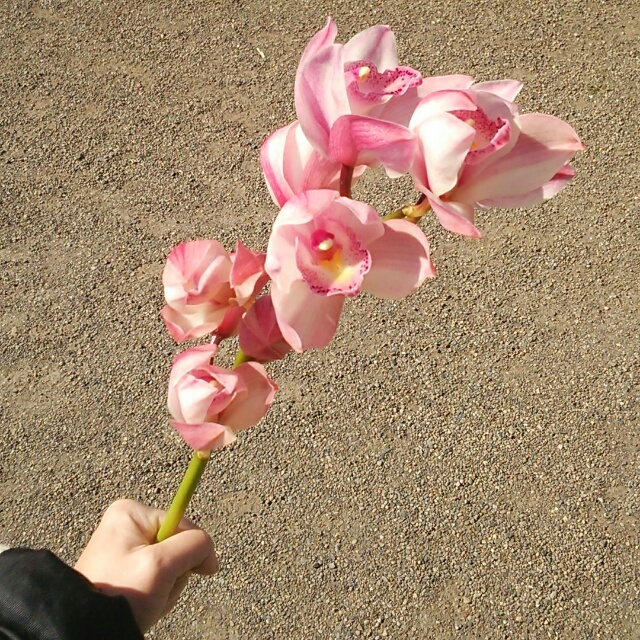 ラブインガール・プリマ、開花中♪