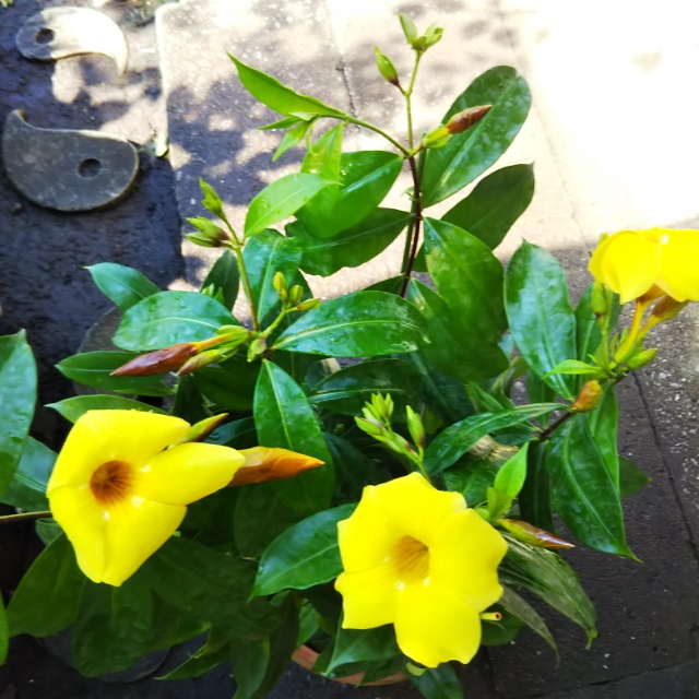 アラマンダ、開花♪