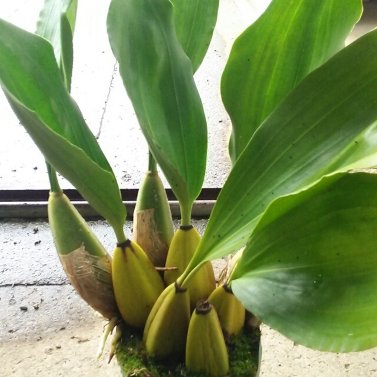 ビフレナリア、花芽があがっています！