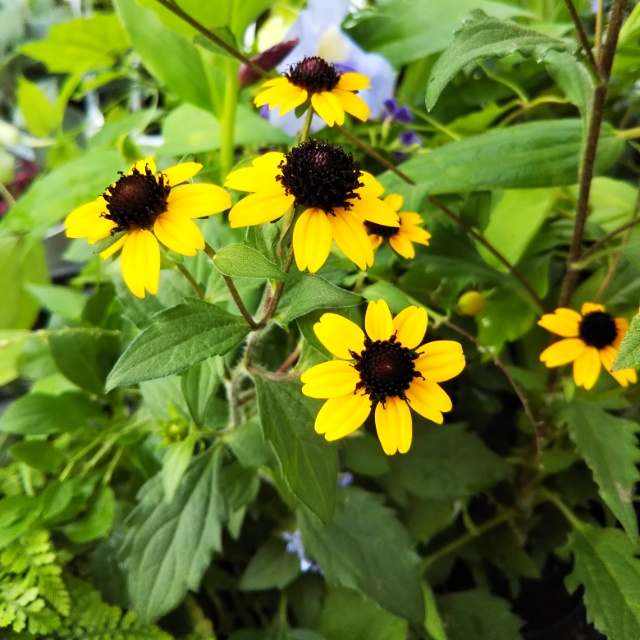 ルドベキア高尾、開花中♪