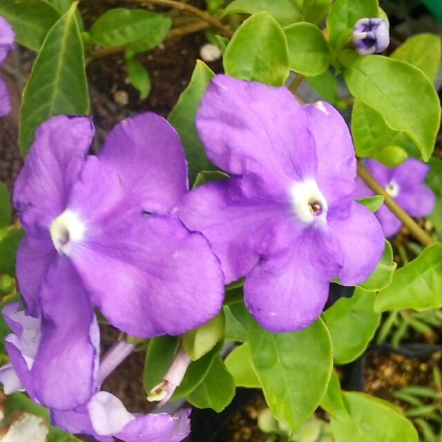 バンマツリ、開花中♪