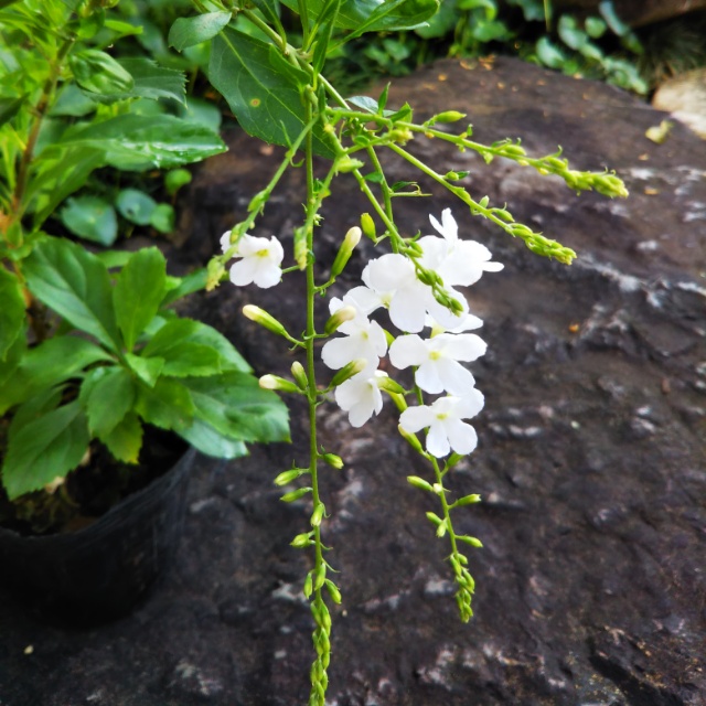 デュランタ各種、開花中♪