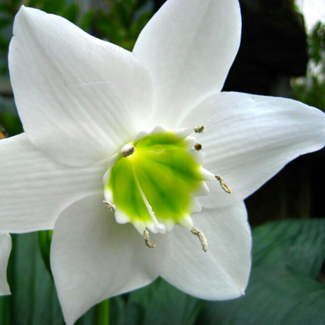 本日の目玉は、ユーチャリスの花付きです！