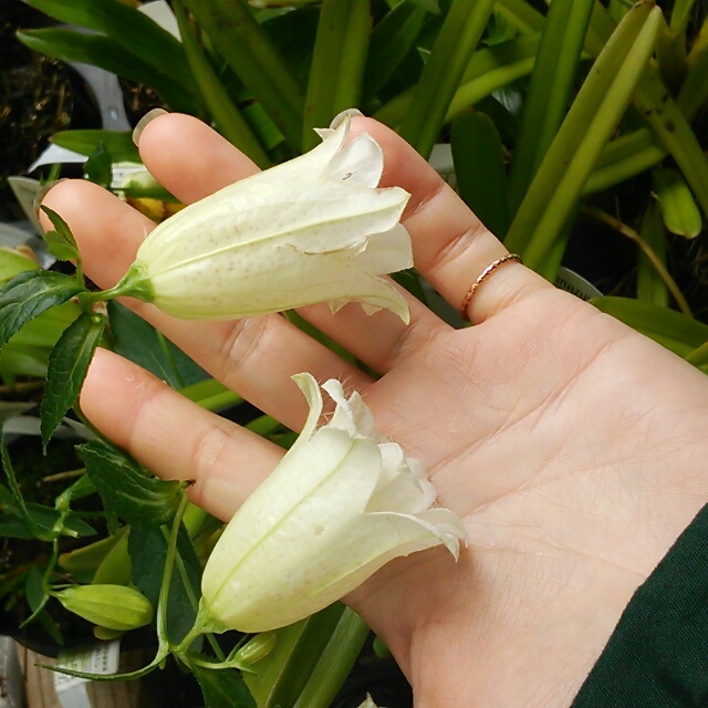 カンパニュラ、開花♪