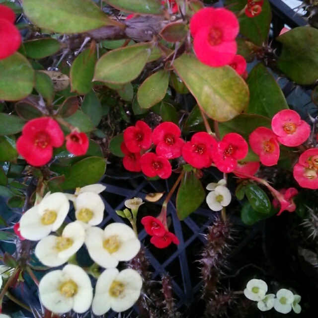 花ずきんサンタクロースからお花の贈り物♡まあるいおはなの『花キリン』でメリークリスマス！