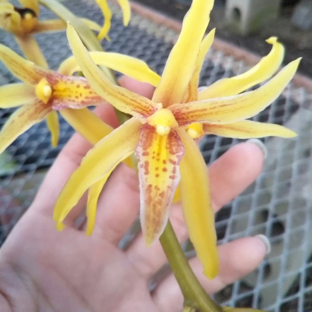 長い手足が蜘蛛のよう！あなたを捕らえてはなさない魅惑の花、ゴールデンスパイダー☆