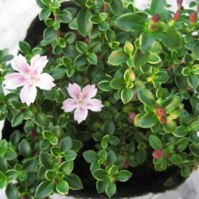 斑入り紅花白鳥木、開花中♪