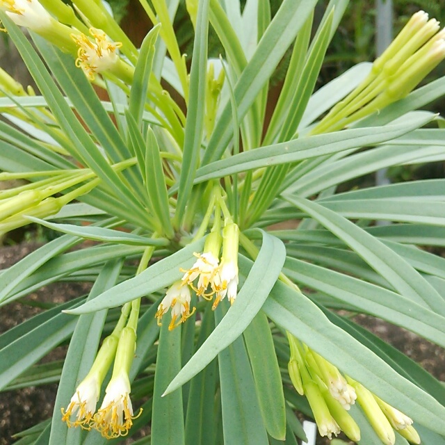 モンキーツリー、開花♪