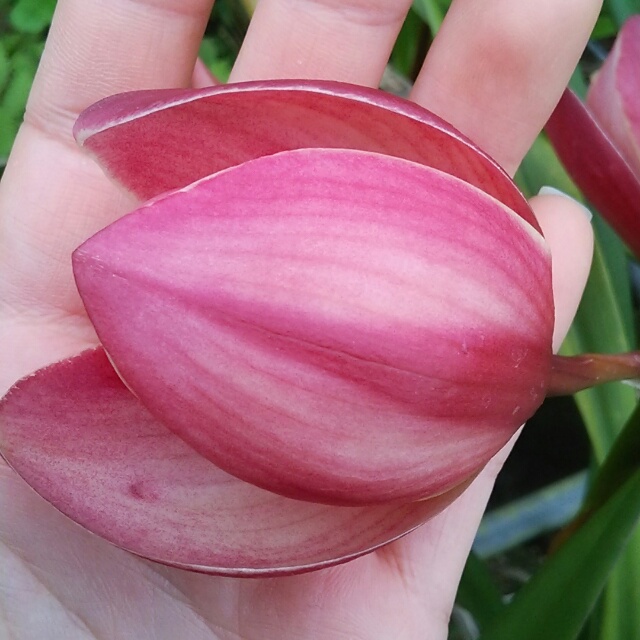 やっぱり花が好き！端整な顔立ちのシンビジューム『喝采～かっさい～』の花