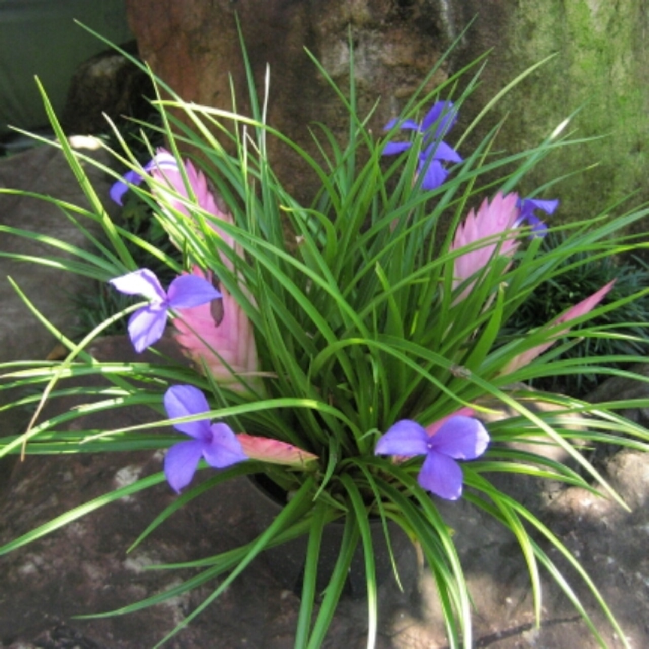 見やすくて便利なウェブ版の花ずきん
