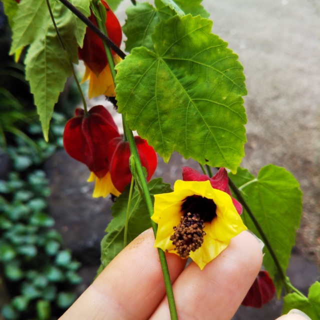 タイツリボク、開花中♪