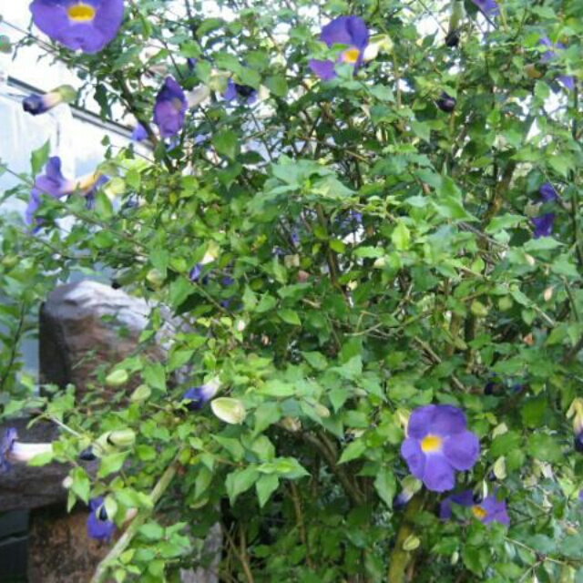 ツンベルギア各種、開花中♪